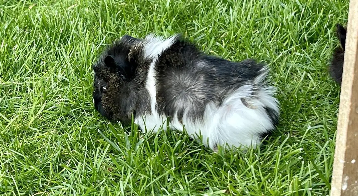 Junges männliches Rosetten Meerschweinchen