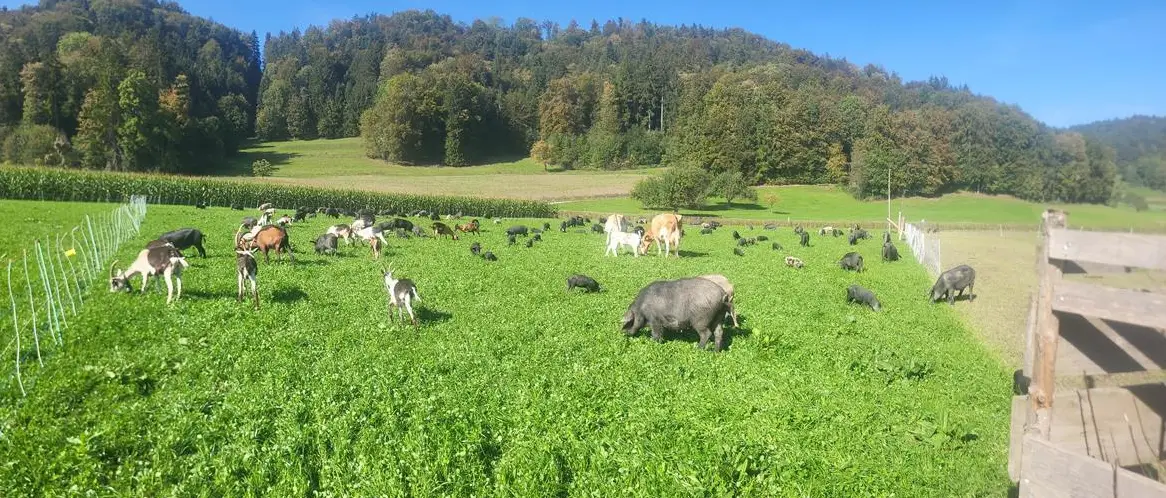 Bunte Alpenschweine zu verkaufen