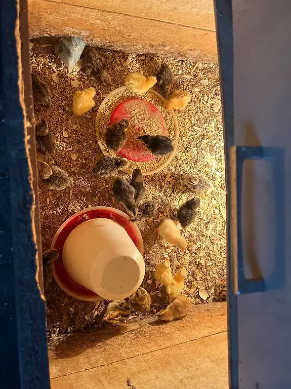 Quagli jumbo colorate