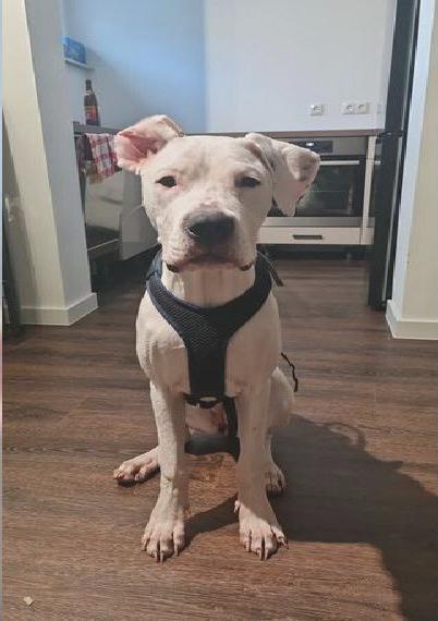 Dogo Argentino Hündin