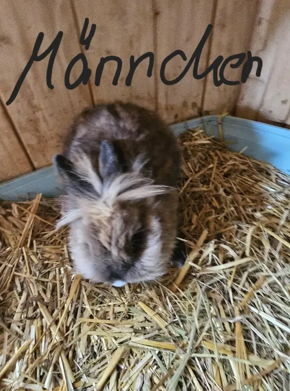 4 Löwenköpfchen Zwerghäsli abzugeben