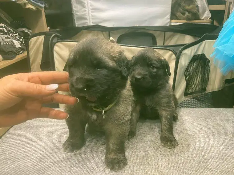 Reinrassig Leoberger abzugeben