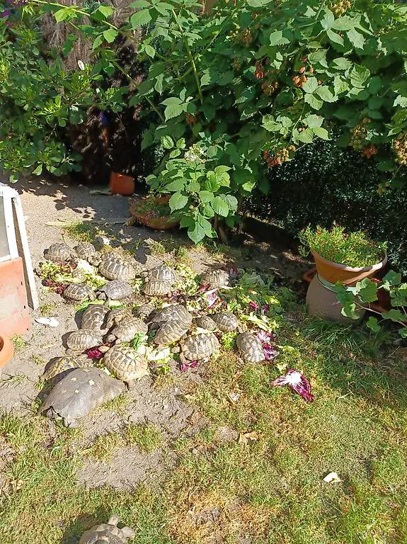 Vendo tartarughe di terra hermanni adulte maschi e femmine