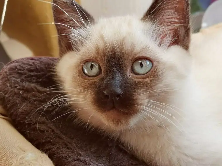 Siam Balinese Kitten