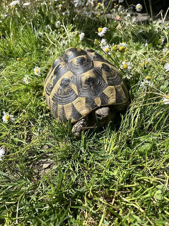Vendo tartaruga femmina