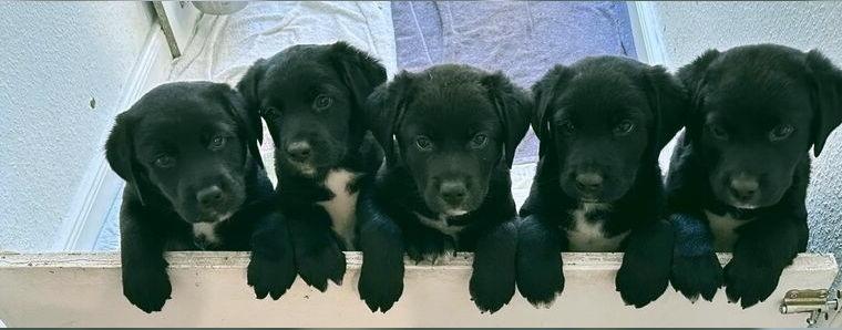 Aussiedor Welpen Labrador x Australien Shepherd