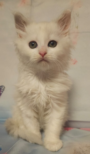 NEWManifique Bébés Maine Coon pure race