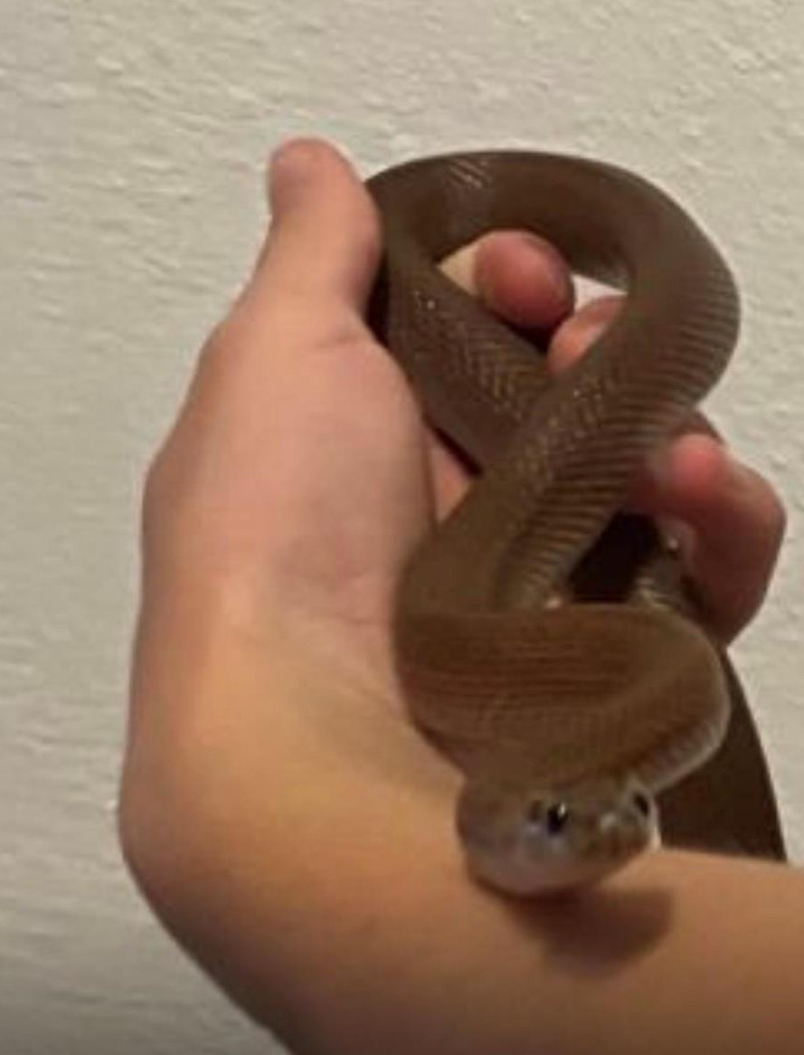 Afrikanische Hausschlange, braun