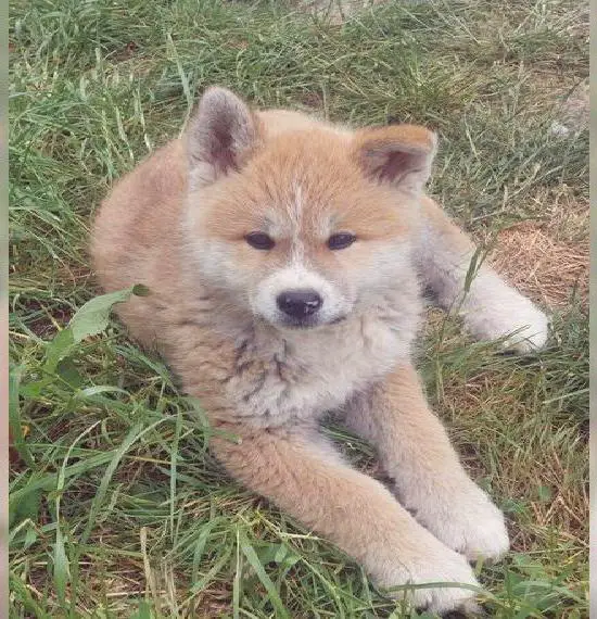 Akita Inu Welpe (Rüde)