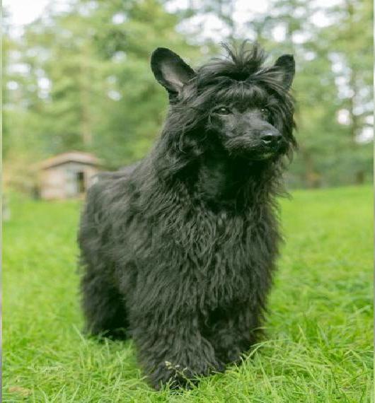 Chinese Crested Powder Puff, Hairy hailass