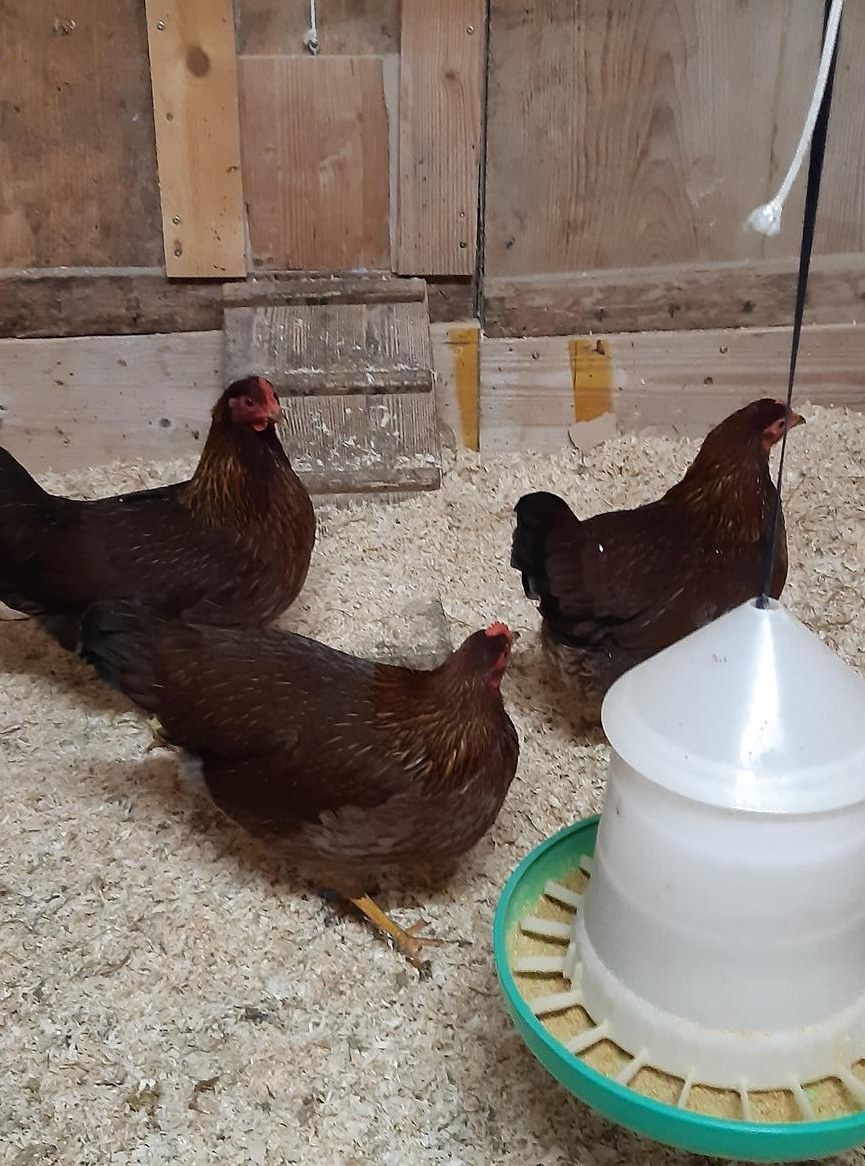 Junghennen Zwerg-Welsumer, rostrebhuhnfarbig