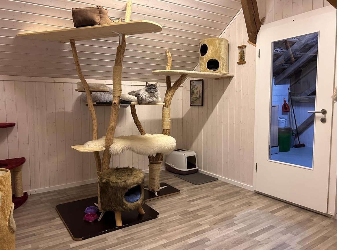 Katzenbetreuung im Katzenhotel Neerach, ZH-Unterland