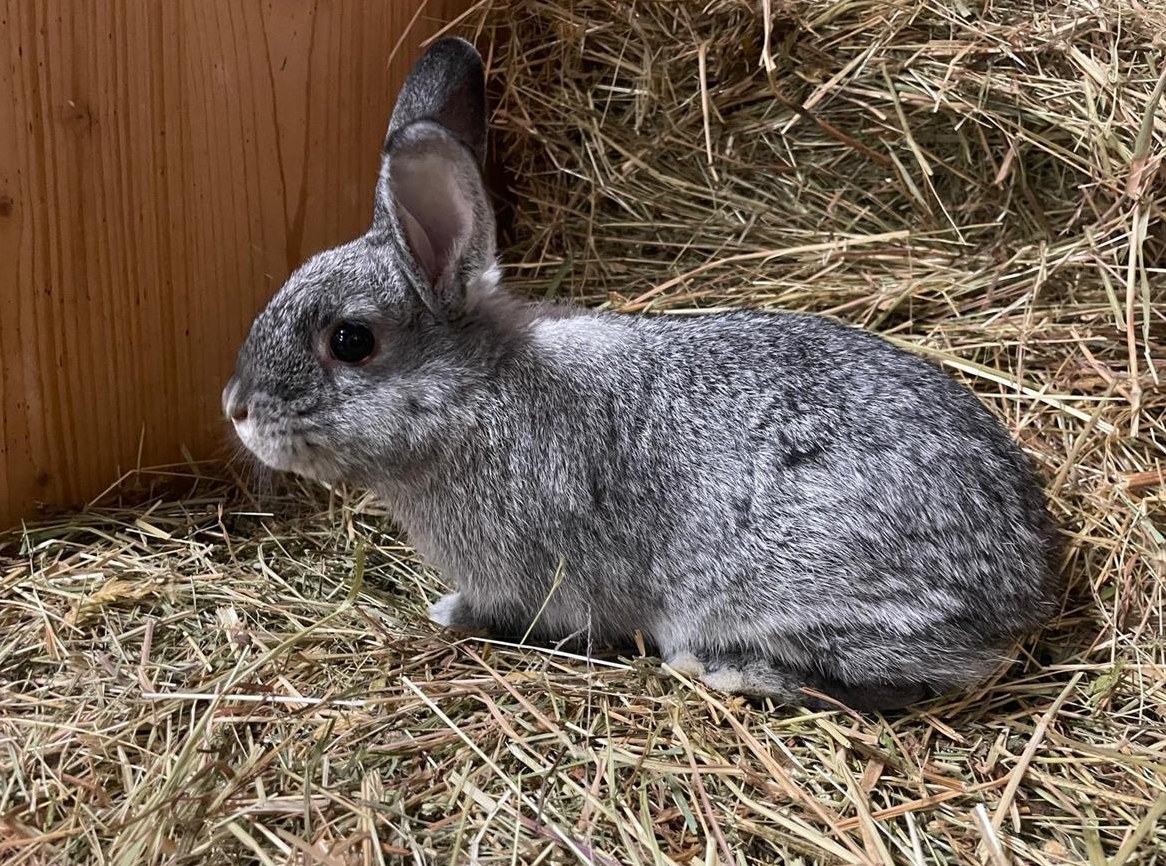 Farbenzwerg Zwergwidder Mix, chinchillafarbig, männlich kastriert