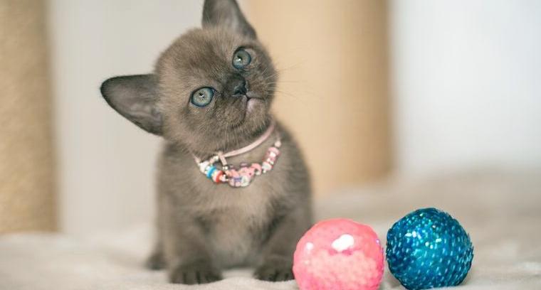 Reinrassige Burma/Burmesen vom Gr. Int. Champion mit FIFe Stammbaum