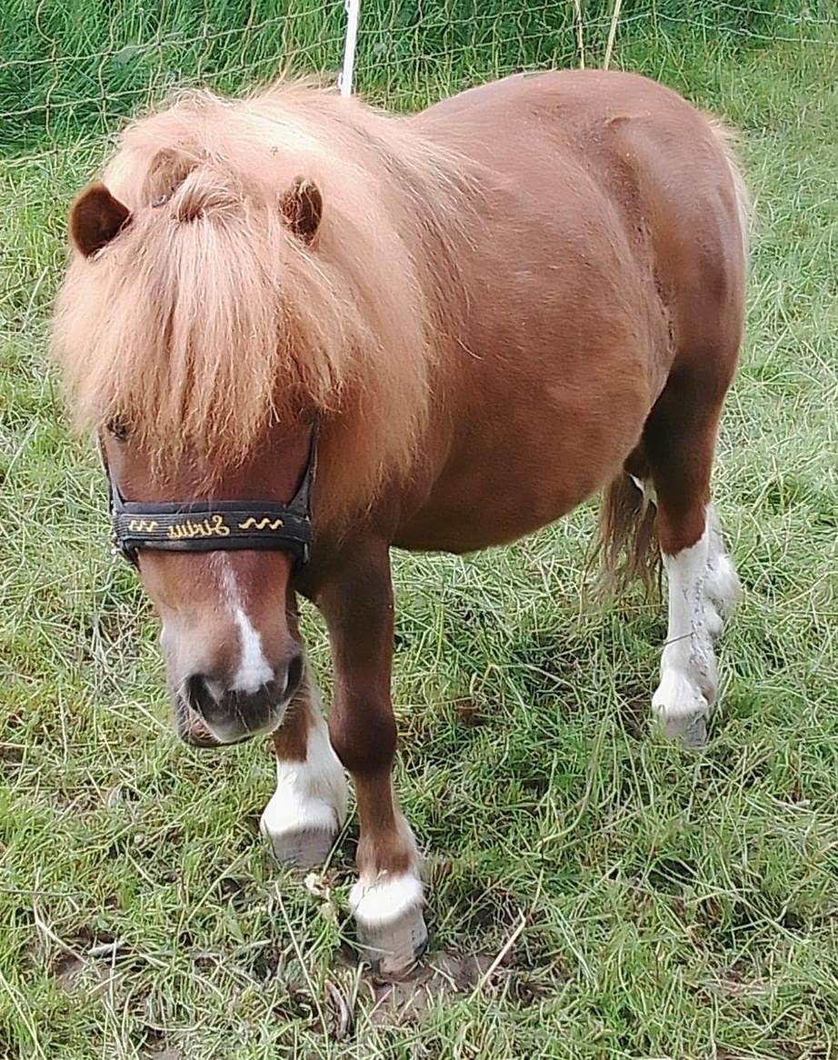 Reit-/Pflegebeteiligung für unsere beiden Ponys/Kleinpferd