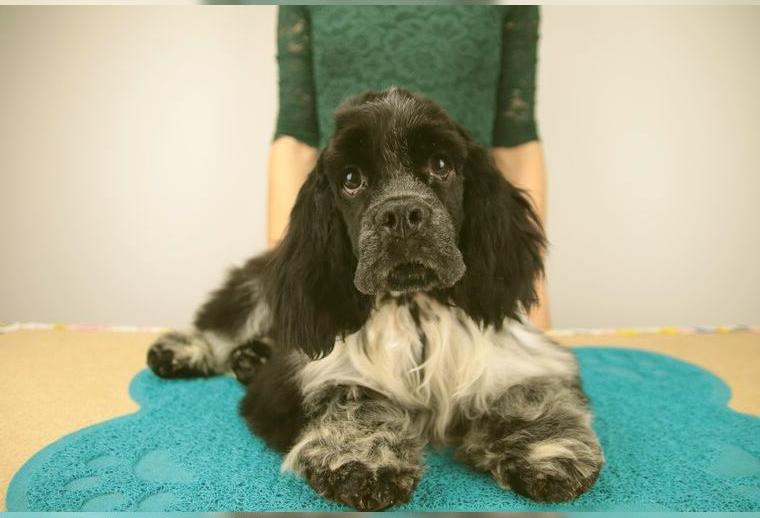 Blauschimmel American Cocker Spaniel mit Stammbaum