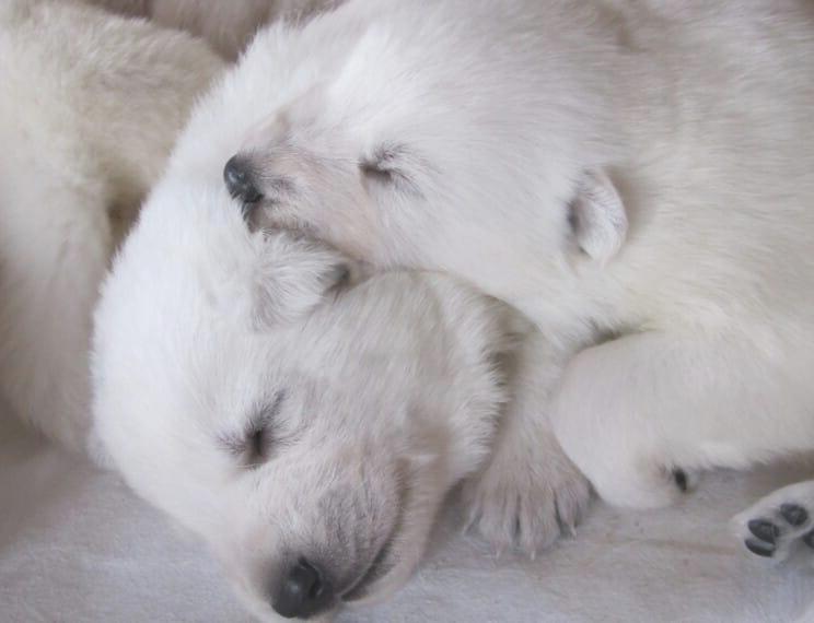 Weisse Schweizer Schäferhunde seit 1990, Zuchtstätte Majestics, wir haben Welpen