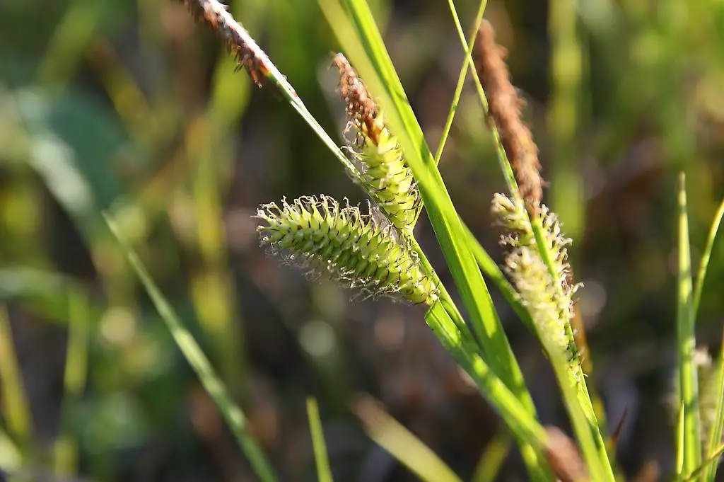 Teichpflanzen: Wasserpflanze Carex vesicaria