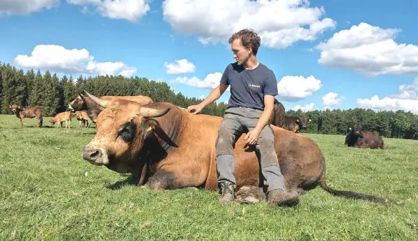 Aubrac Stier Zuchtstier
