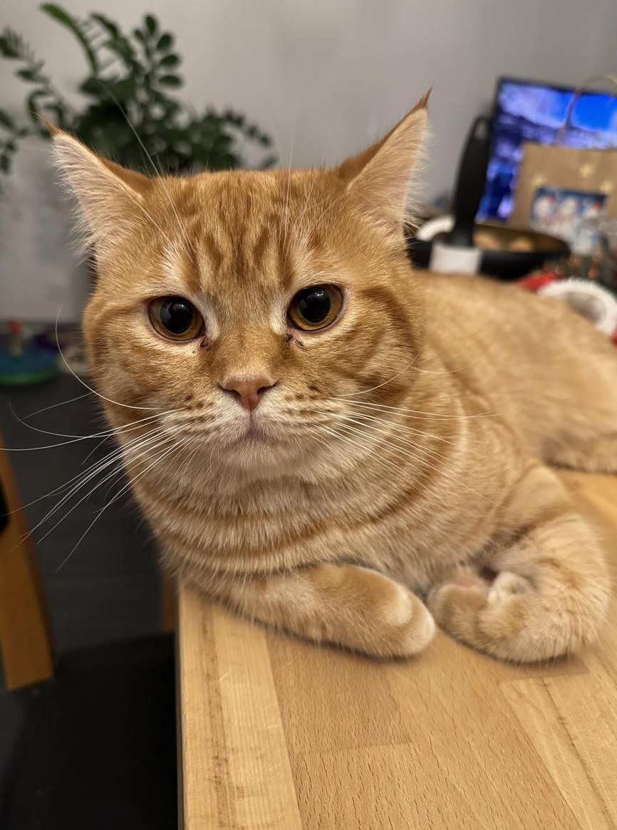 Deckkater Diego mit orangefarbenem Fell