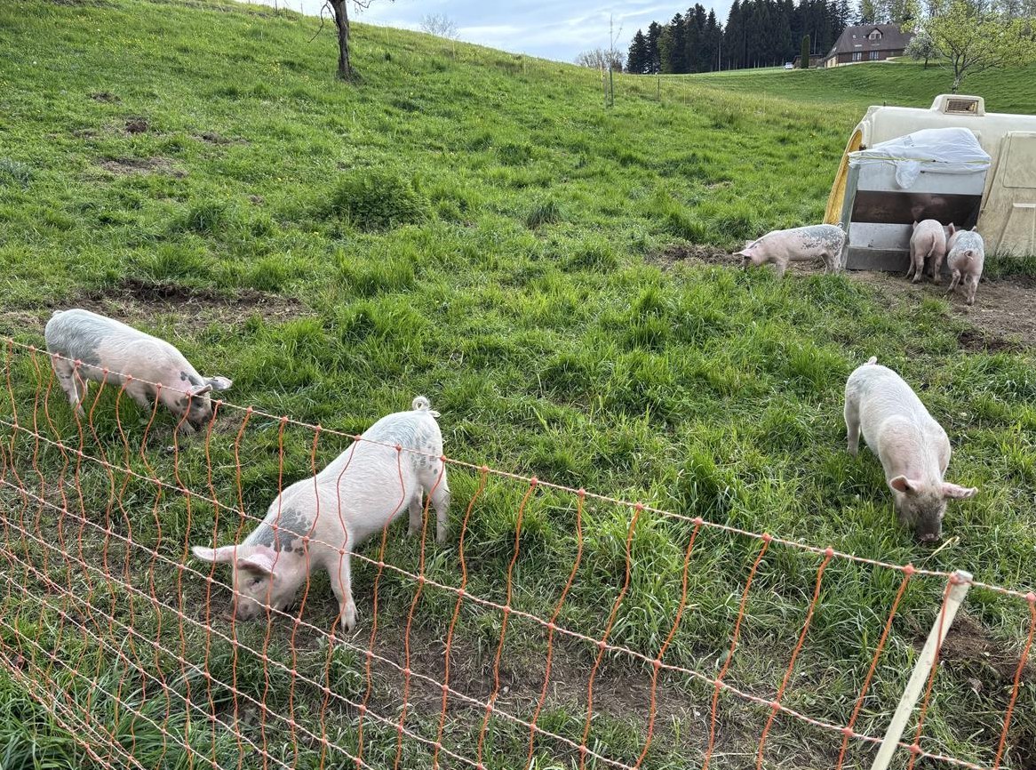 Freiland Schweine, Alpensau x Edelschwein