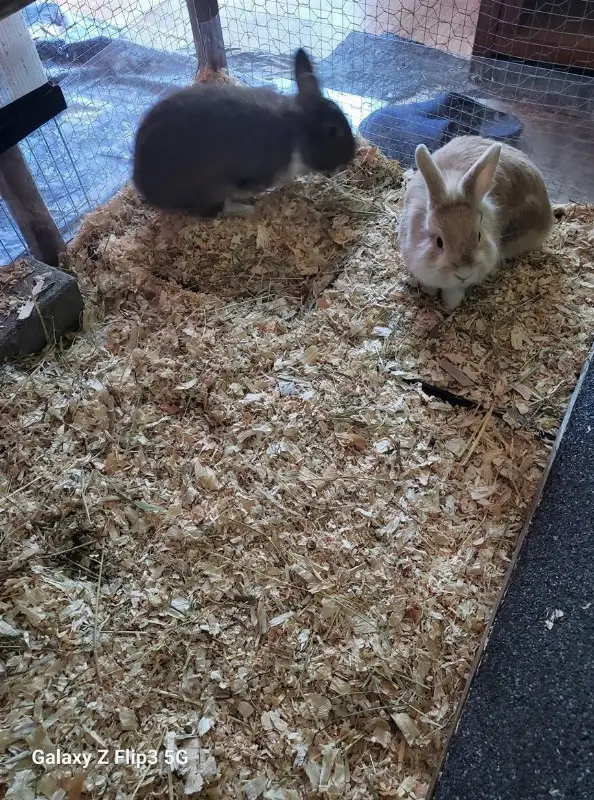 2 Löwenköpfchen, männlich nicht kastriert