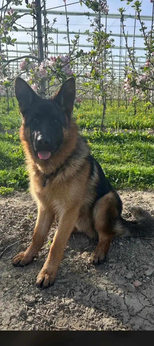 Deutscher Schäferhund Welpen