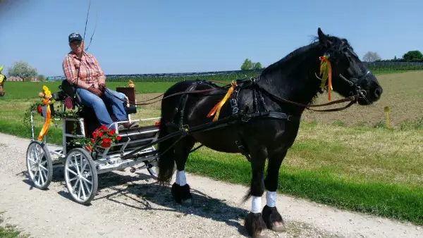 Reitbeteiligung thurgau