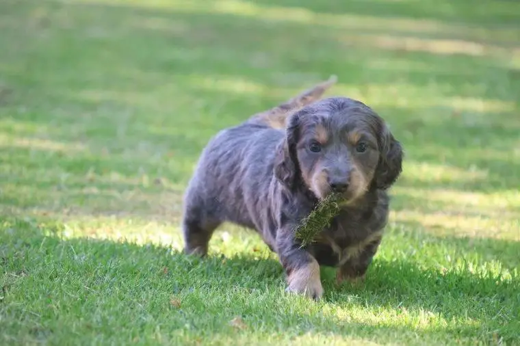 Traumhafte Langhaar Dackel Welpen aus zertifizierter Zucht