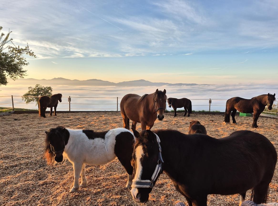 Teilzeitstelle mit Pferde auf wunderschönen Bauernhof