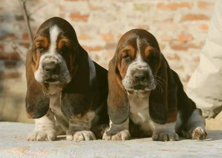 Basset Hound Welpen mit FCI Papieren