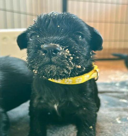 Schnauzer schwarz Welpen