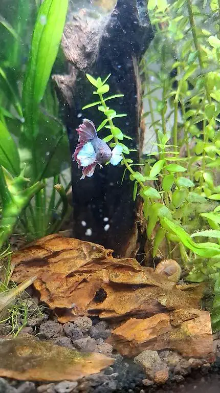 Kampffisch Dumbo Ear