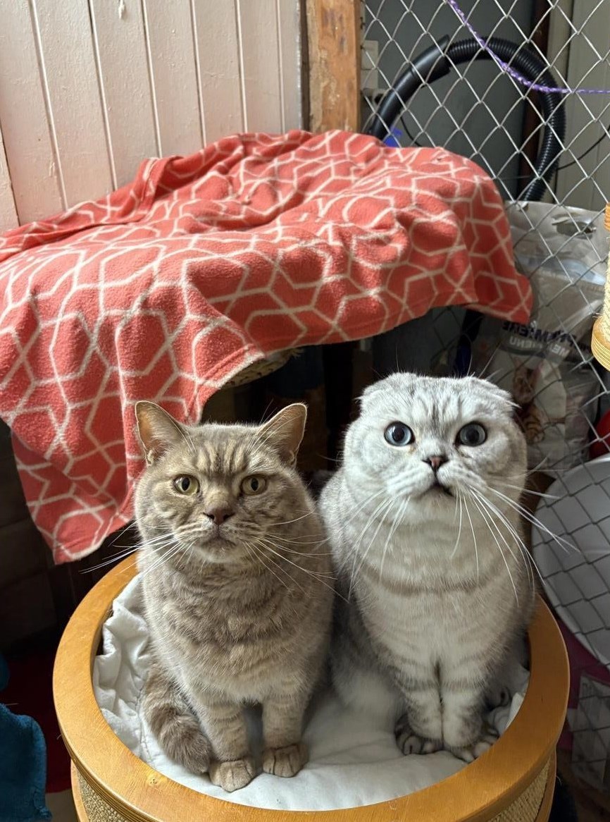 Valentin & Leo, Shottish Fold + British Shorthair, Freigänger