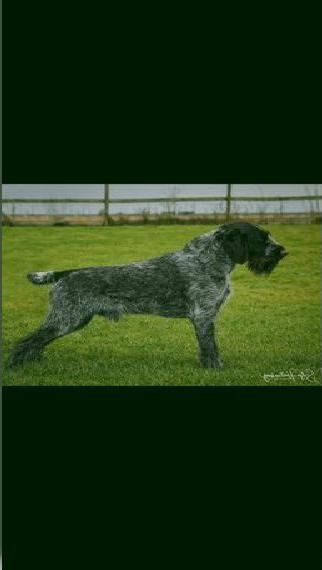 Deutsch Drahthaar Rüde