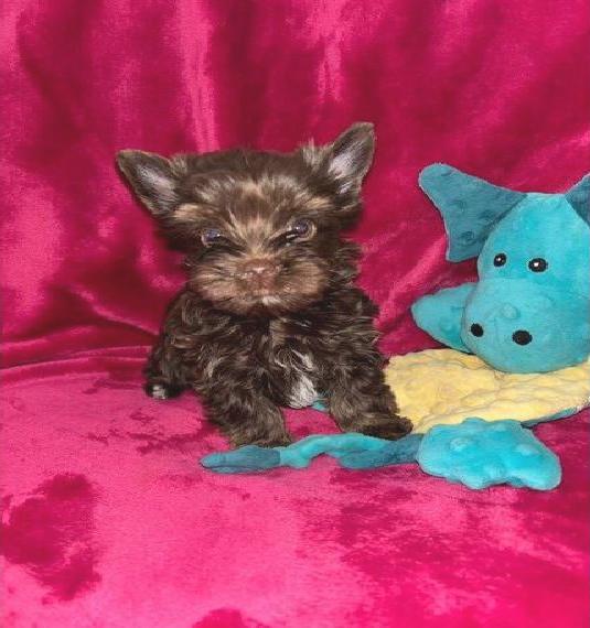 Yorkshire Terrier Welpen