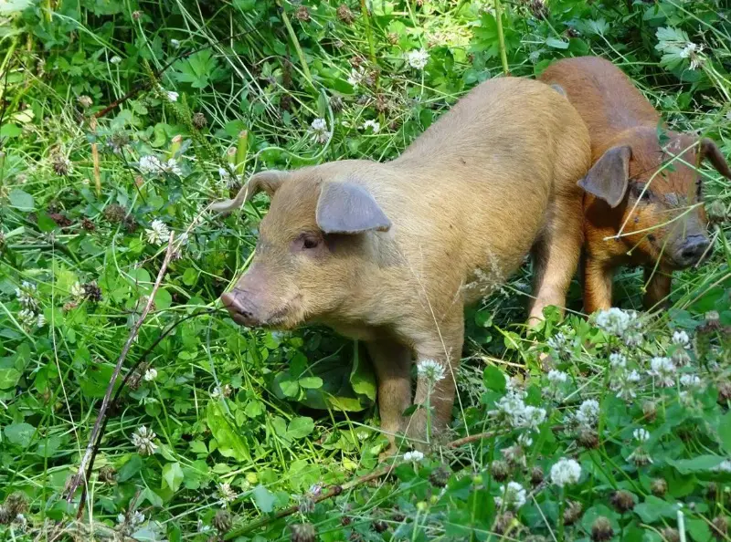 Ferkel Bio Knospe Turopolje x Duroc