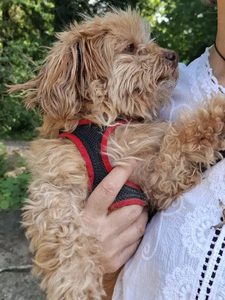 Bolonka Deckrüde nicht zu verkaufen