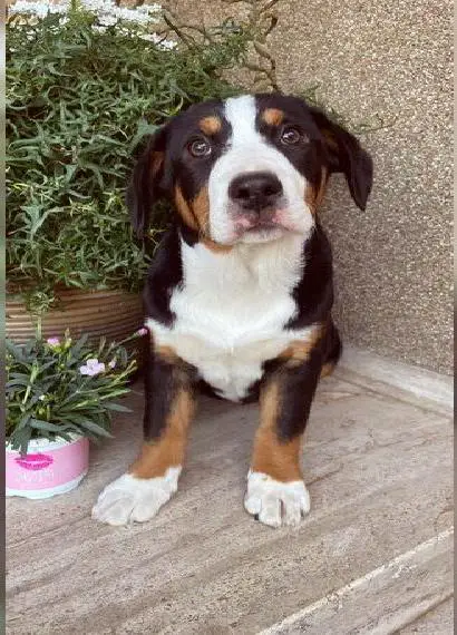 Entlebucher Sennenhund Welpen