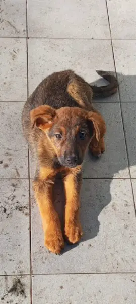 Clarissa, Mischlings Welpe Weibchen im Canile