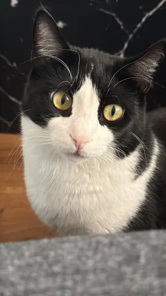 Wir suchen einen kleinen Freund für Coco