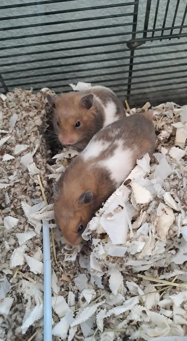 Goldhamster einzeln zu platzieren