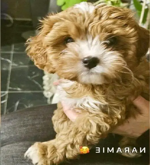 Cavapoo Welpen 4 weibchen