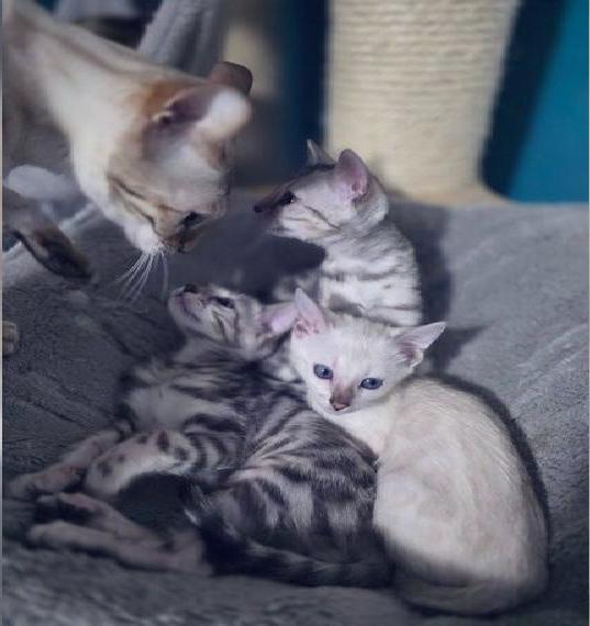 Bengal Kitten mit Stammbaum, World Champion Abstammung