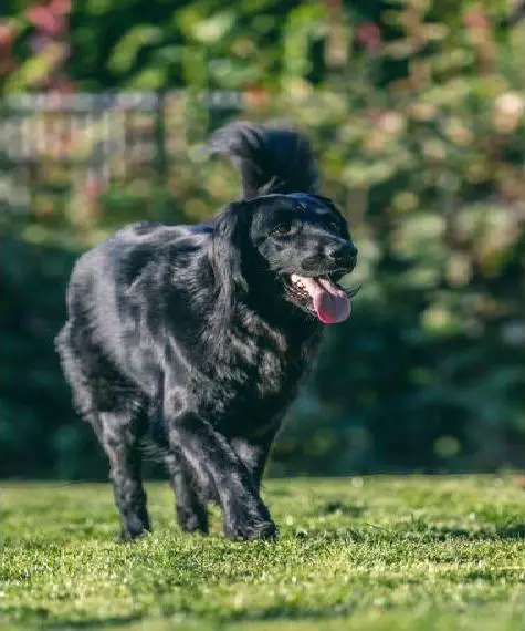 Hovawartwelpen aus langjähriger Familienzucht