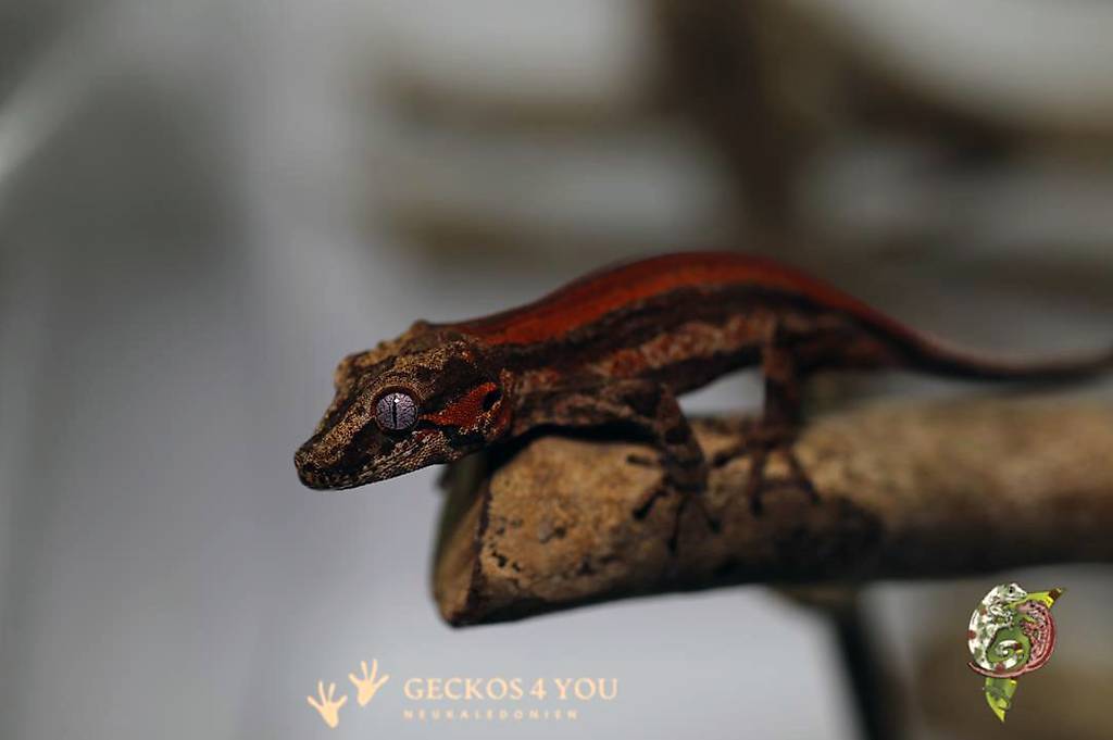 Höckerkopfgecko - Rhacodactylus Auriculatus