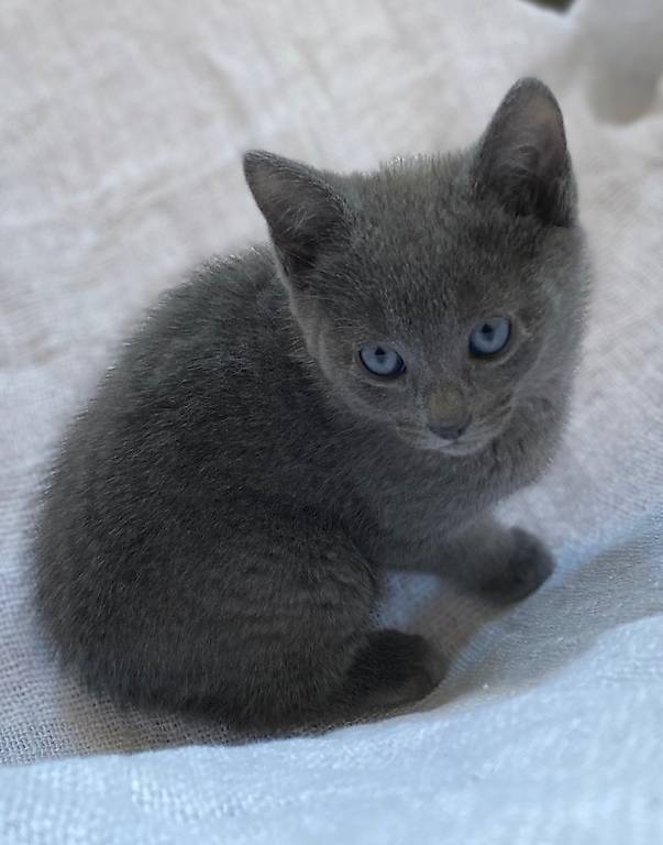 Süsses Kitten reinrassig Russisch blau