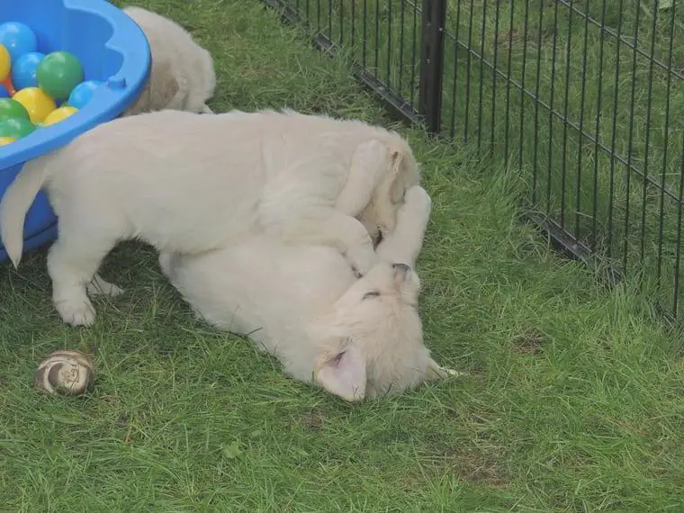 Wurfankündigung Golden Retriever