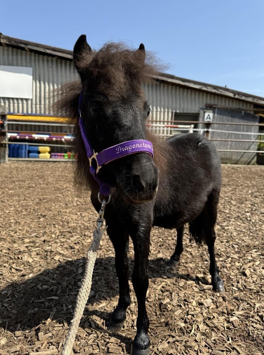 Hübsches Shetty Hengstfohlen zu verkaufen