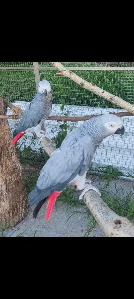 Graupapageien Paar